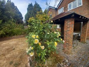 Rear flowers- click for photo gallery